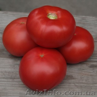 Семена индетерминантного томата Кибо F1 100 семян (Kitano Seeds) - <ro>Изображение</ro><ru>Изображение</ru> #1, <ru>Объявление</ru> #1351967