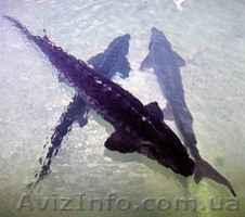 Осетр живой, стерлядь, бестер  - <ro>Изображение</ro><ru>Изображение</ru> #1, <ru>Объявление</ru> #1344901