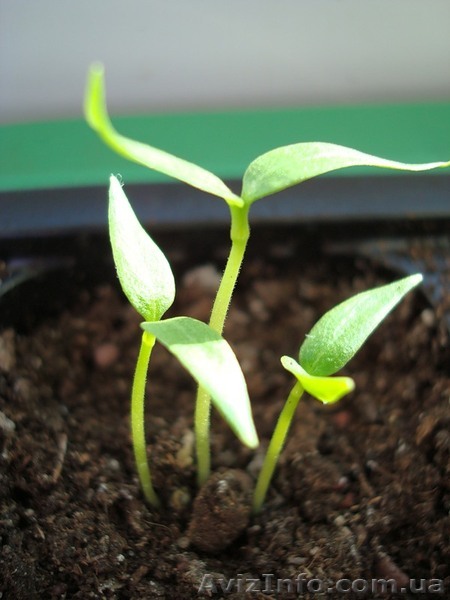 Весовые Семёнов овощных культур.ОПТом - <ro>Изображение</ro><ru>Изображение</ru> #1, <ru>Объявление</ru> #1371520