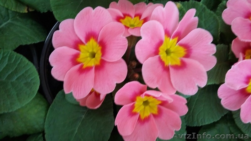 Примула, примула цена, примула Киев, примула опт - <ro>Изображение</ro><ru>Изображение</ru> #1, <ru>Объявление</ru> #1375200