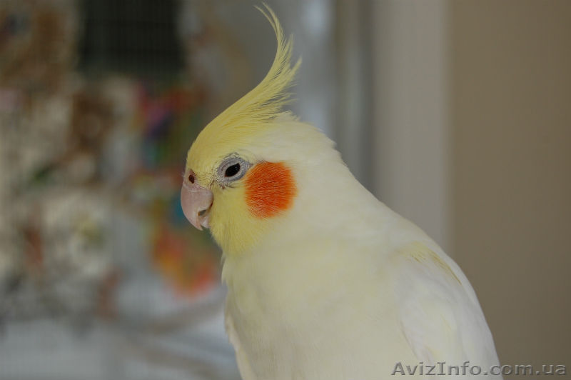 Попугая - кореллу - <ro>Изображение</ro><ru>Изображение</ru> #1, <ru>Объявление</ru> #1375408
