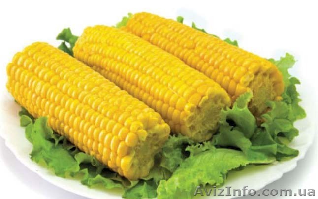 Принимаем заявки на Сахарную кукурузу на 2016 год - <ro>Изображение</ro><ru>Изображение</ru> #1, <ru>Объявление</ru> #1377887