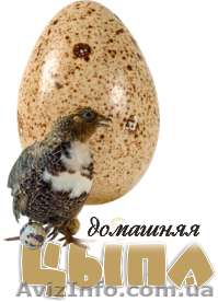 Суточные перепела, перепелиные яйца - <ro>Изображение</ro><ru>Изображение</ru> #1, <ru>Объявление</ru> #1373695