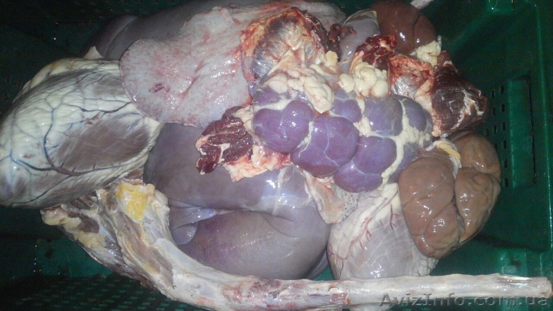 Продам субпродукты говяжьи (печень,легкие, калтык, вымя, рубец, книжка, хвост,се - <ro>Изображение</ro><ru>Изображение</ru> #1, <ru>Объявление</ru> #1382830