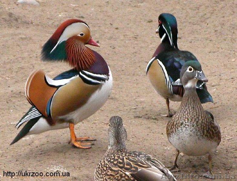 Продам Утки Мандаринки, Каролинки, Белые, Черные. - <ro>Изображение</ro><ru>Изображение</ru> #1, <ru>Объявление</ru> #1390754