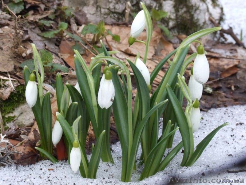 8 Березня на Закарпатті. - <ro>Изображение</ro><ru>Изображение</ru> #1, <ru>Объявление</ru> #1379828