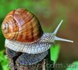 Нужны скупчики ВИНОГРАДНОЙ улиток живущие Киевской и Житомиеркой области и рога  - <ro>Изображение</ro><ru>Изображение</ru> #1, <ru>Объявление</ru> #1390285