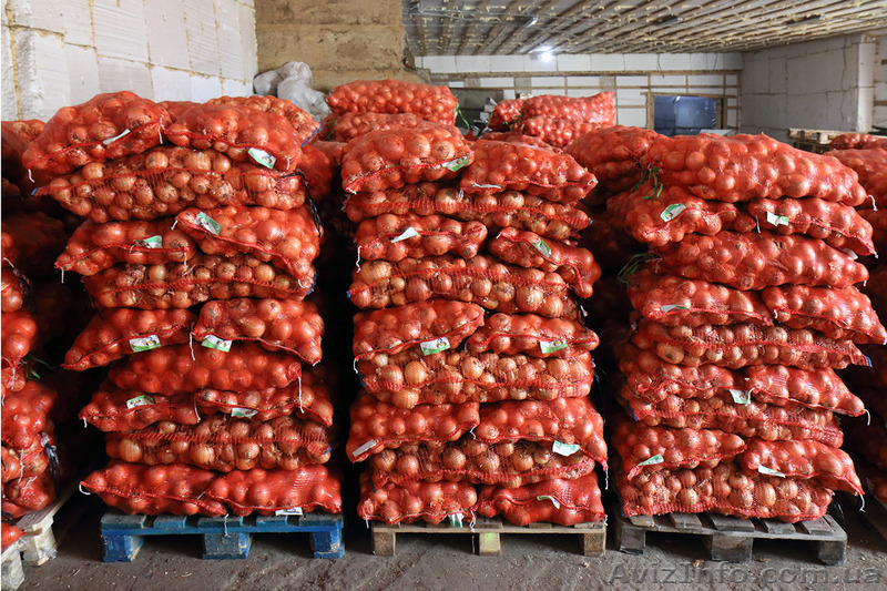 Лук оптом от производителя - <ro>Изображение</ro><ru>Изображение</ru> #1, <ru>Объявление</ru> #1410551