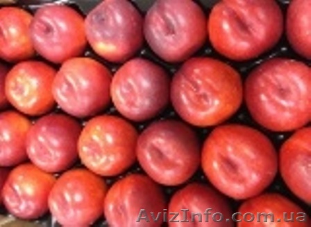 Нектарин. Прямые поставки из Испании - <ro>Изображение</ro><ru>Изображение</ru> #1, <ru>Объявление</ru> #1410530