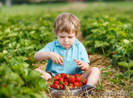 Саженцы клубники и земляники садовой - <ro>Изображение</ro><ru>Изображение</ru> #1, <ru>Объявление</ru> #1415365