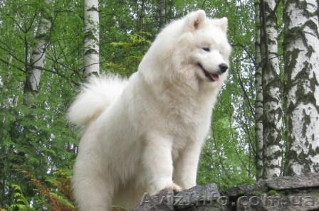 Куплю взрослую собаку - Волчий шпиц или лайка - <ro>Изображение</ro><ru>Изображение</ru> #1, <ru>Объявление</ru> #1412635
