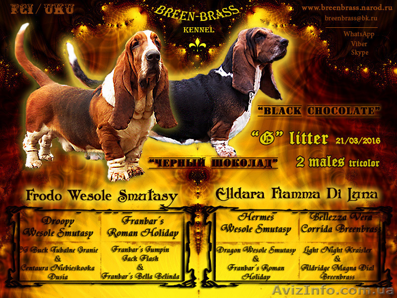 Щенки бассета:"Черный шоколад" - <ro>Изображение</ro><ru>Изображение</ru> #1, <ru>Объявление</ru> #1405438