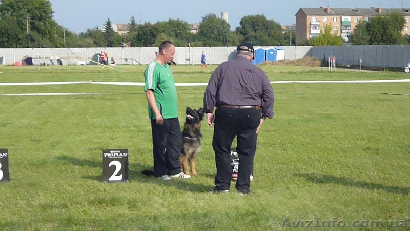 Дрессировка собак по индивидуальным программам - <ro>Изображение</ro><ru>Изображение</ru> #1, <ru>Объявление</ru> #1405458