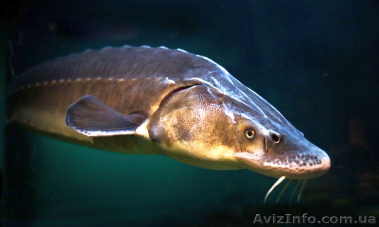 Осетр ленский, бестер для вашего водоема, пруда - <ro>Изображение</ro><ru>Изображение</ru> #1, <ru>Объявление</ru> #1440263