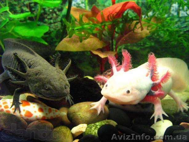 Звере-рыбка,первобытная амфибия, водяной дракон - Аксолотль! - <ro>Изображение</ro><ru>Изображение</ru> #1, <ru>Объявление</ru> #1431006