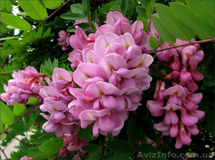  Саженцы розовой акации  - <ro>Изображение</ro><ru>Изображение</ru> #1, <ru>Объявление</ru> #1427499