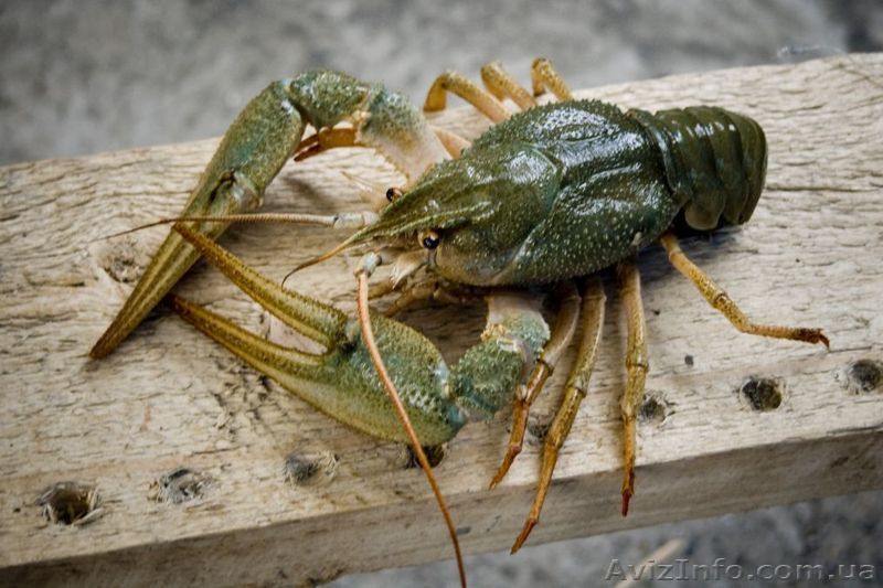 Куплю раки крупным и мелким оптом. - <ro>Изображение</ro><ru>Изображение</ru> #1, <ru>Объявление</ru> #1453544