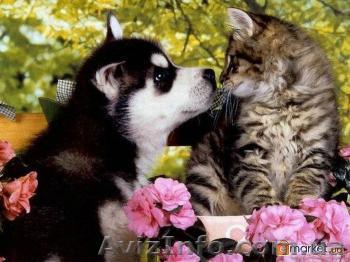 Ветврач надом. Высосоквалифицированный специалист - <ro>Изображение</ro><ru>Изображение</ru> #1, <ru>Объявление</ru> #1461953