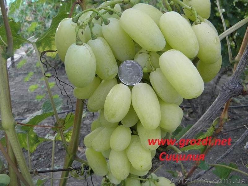  саженцы винограда, очень ранних, ранних, средних и поздних сортов.  - <ro>Изображение</ro><ru>Изображение</ru> #1, <ru>Объявление</ru> #1483620