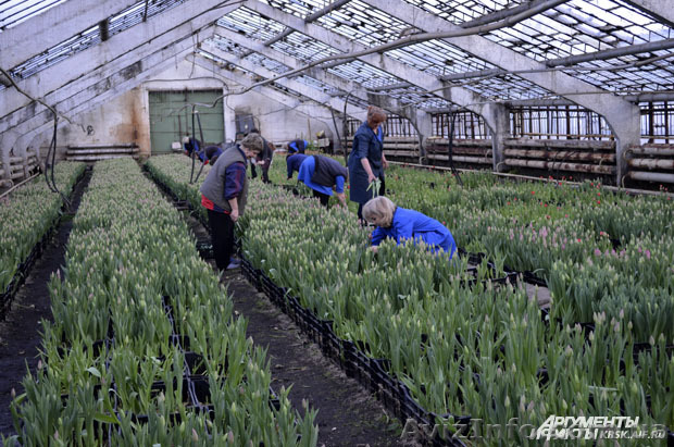 Работа. Требуется помощник по хозяйству с проживанием - <ro>Изображение</ro><ru>Изображение</ru> #1, <ru>Объявление</ru> #1486409