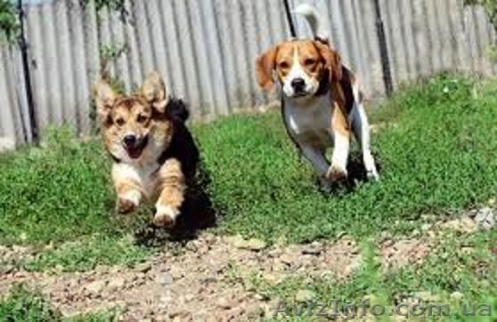 Пансионат, зоогостиница для животных - <ro>Изображение</ro><ru>Изображение</ru> #1, <ru>Объявление</ru> #1489081