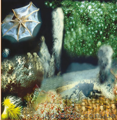 Abyssine (молекулы выживания) - <ro>Изображение</ro><ru>Изображение</ru> #1, <ru>Объявление</ru> #1489484