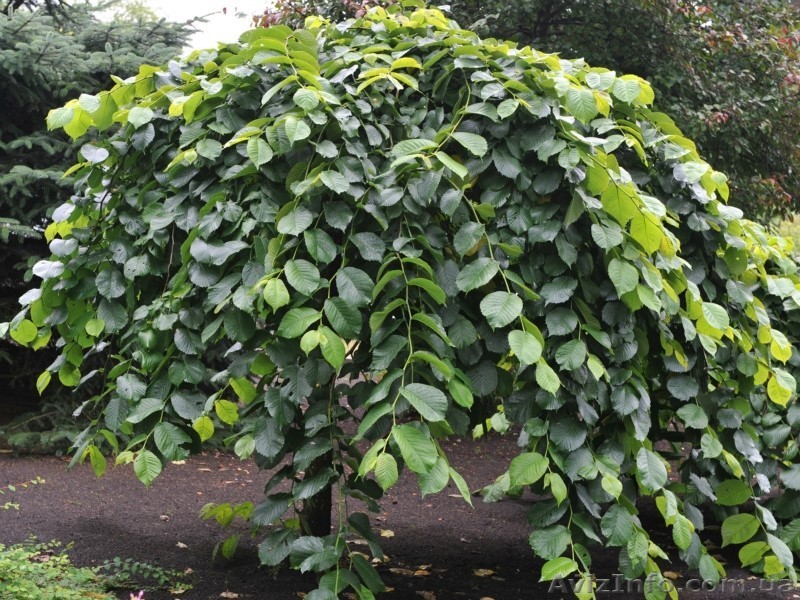 Крупномерный каштан конский - недорого - <ro>Изображение</ro><ru>Изображение</ru> #1, <ru>Объявление</ru> #1494477