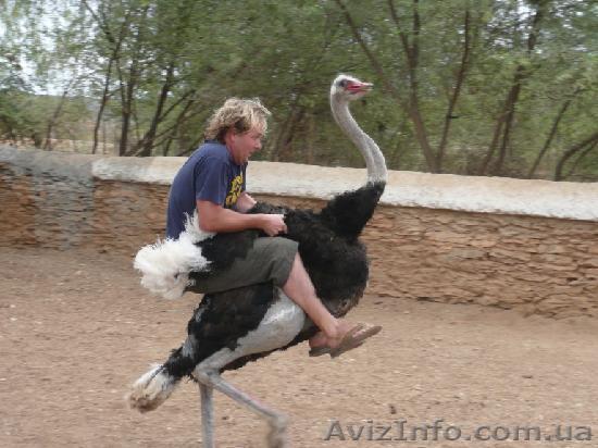 Долина страусов и Украинское село - <ro>Изображение</ro><ru>Изображение</ru> #1, <ru>Объявление</ru> #1501346