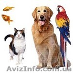 Зоотовары. Корм для животных. Буча. - <ro>Изображение</ro><ru>Изображение</ru> #1, <ru>Объявление</ru> #1496075