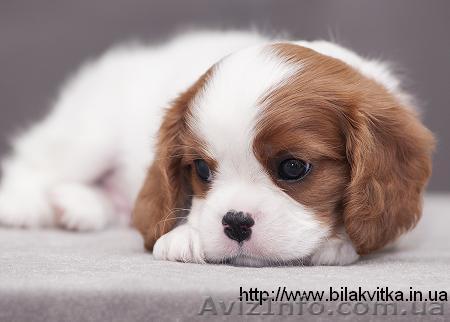 Щенки Кавалеры Кинг Чарльз Спаниели - <ro>Изображение</ro><ru>Изображение</ru> #1, <ru>Объявление</ru> #1505598