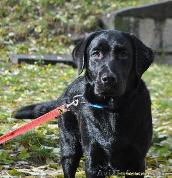 Черный лабро-зайчик - <ro>Изображение</ro><ru>Изображение</ru> #1, <ru>Объявление</ru> #1516085