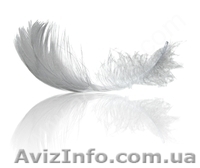 Заукпаем пух перо водоплавающей птици - <ro>Изображение</ro><ru>Изображение</ru> #1, <ru>Объявление</ru> #1516457