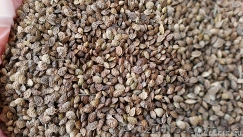 Cемена оптом и в розницу - <ro>Изображение</ro><ru>Изображение</ru> #1, <ru>Объявление</ru> #1520087