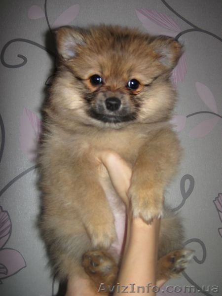 Девочка померанского шпица - <ro>Изображение</ro><ru>Изображение</ru> #1, <ru>Объявление</ru> #1521139