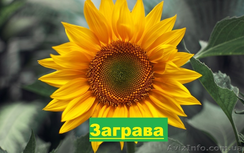 Гібрид соняшнику  «Заграва» 100-108дн. - <ro>Изображение</ro><ru>Изображение</ru> #1, <ru>Объявление</ru> #1520677
