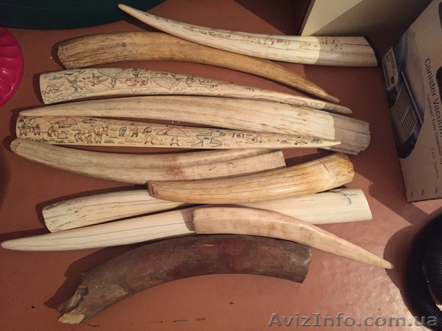 Купим бивни мамонта, клыки моржа, зубы кашалота - <ro>Изображение</ro><ru>Изображение</ru> #1, <ru>Объявление</ru> #1528269