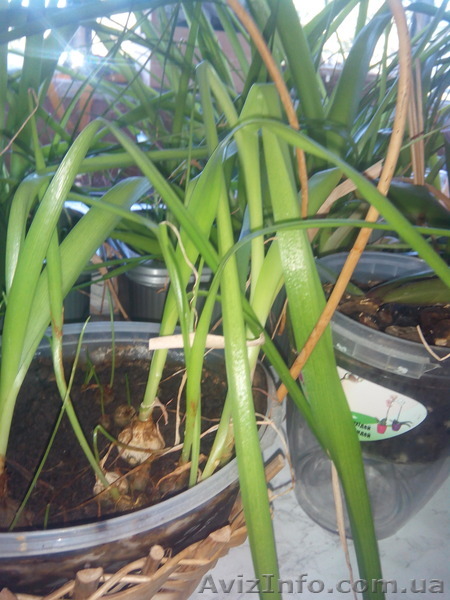 Продаю лечебное растение-индийский лук - <ro>Изображение</ro><ru>Изображение</ru> #1, <ru>Объявление</ru> #1528414