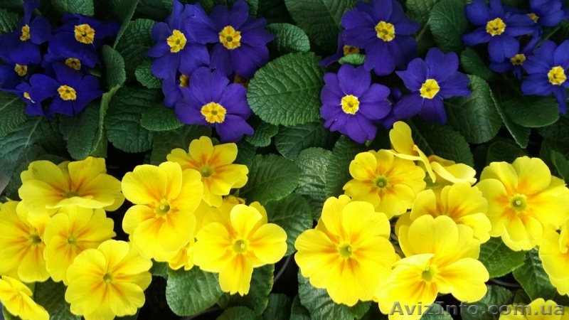  Купить примулу  на 8 марта недорого в  Киеве, подарок к 8 марта, низкая цена - <ro>Изображение</ro><ru>Изображение</ru> #1, <ru>Объявление</ru> #1535492