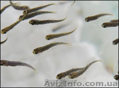 Продаю личинку и зарыбок разных видов рыб. - <ro>Изображение</ro><ru>Изображение</ru> #1, <ru>Объявление</ru> #1543904