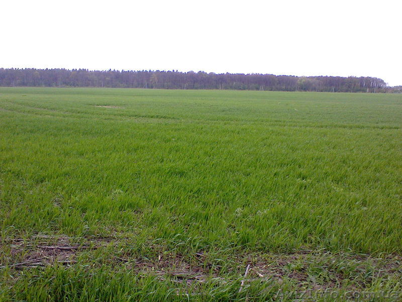 Продаётся 29 га-ОСГ в Новосёлках Макаровского района. - <ro>Изображение</ro><ru>Изображение</ru> #1, <ru>Объявление</ru> #1545334