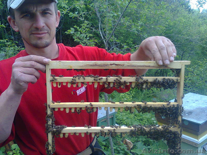 Бджолине маточне молочко, пилок, мед - <ro>Изображение</ro><ru>Изображение</ru> #1, <ru>Объявление</ru> #1540263