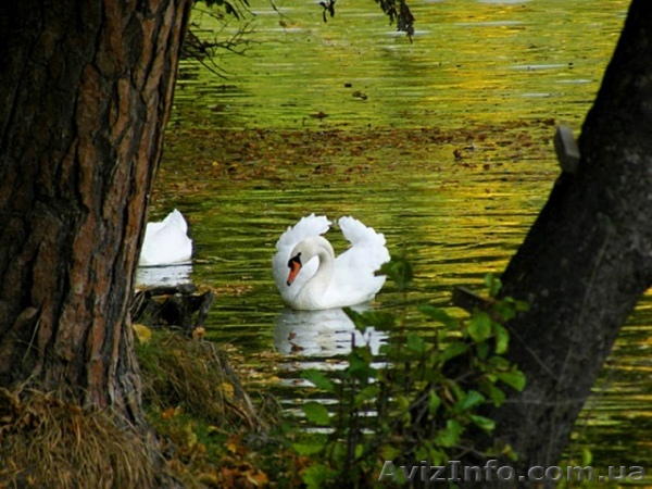 Экскурсия в Качановку - <ro>Изображение</ro><ru>Изображение</ru> #1, <ru>Объявление</ru> #1546594