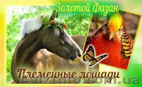 Жашковский конный завод - <ro>Изображение</ro><ru>Изображение</ru> #1, <ru>Объявление</ru> #1546623