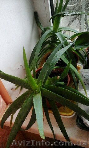 Алое лекарственный продам - <ro>Изображение</ro><ru>Изображение</ru> #1, <ru>Объявление</ru> #1550617