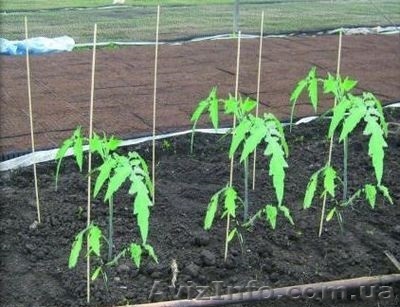 Опоры и колышки для растений и цветов из стекловолокна! - <ro>Изображение</ro><ru>Изображение</ru> #1, <ru>Объявление</ru> #1568185