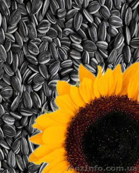 Куплю кондитерскую семечку нового урожая  - <ro>Изображение</ro><ru>Изображение</ru> #1, <ru>Объявление</ru> #1578999