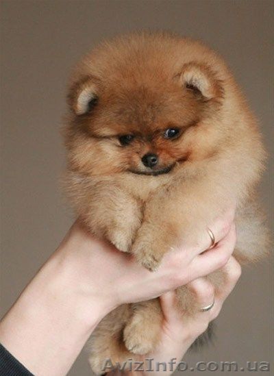 Померанский шпиц, медвежёнок. - <ro>Изображение</ro><ru>Изображение</ru> #1, <ru>Объявление</ru> #1579548