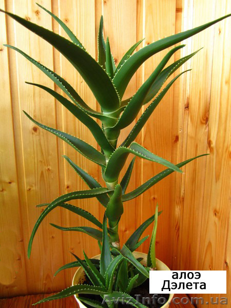 Алоэ декоративное (Алоэ Дэлета), возраст больше 2,5 лет - <ro>Изображение</ro><ru>Изображение</ru> #1, <ru>Объявление</ru> #1579451
