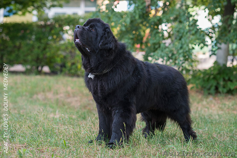 Вязка Ньюфаундленд породный и титулованный кобель - <ro>Изображение</ro><ru>Изображение</ru> #1, <ru>Объявление</ru> #1584815