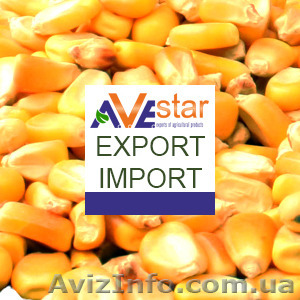 До уваги зернотрейдерів. Закуповуємо кукурудзу. CIF, Коломбо, Шрі-Ланка. - <ro>Изображение</ro><ru>Изображение</ru> #1, <ru>Объявление</ru> #1583755